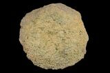 Silurain Fossil Sponge (Astraeospongia) - Tennessee #174249-1